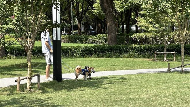 规施行一周上海升级版游园带来哪些“乐与痛”？新葡京娱乐场app事关搭帐篷、带宠物……新(图5)