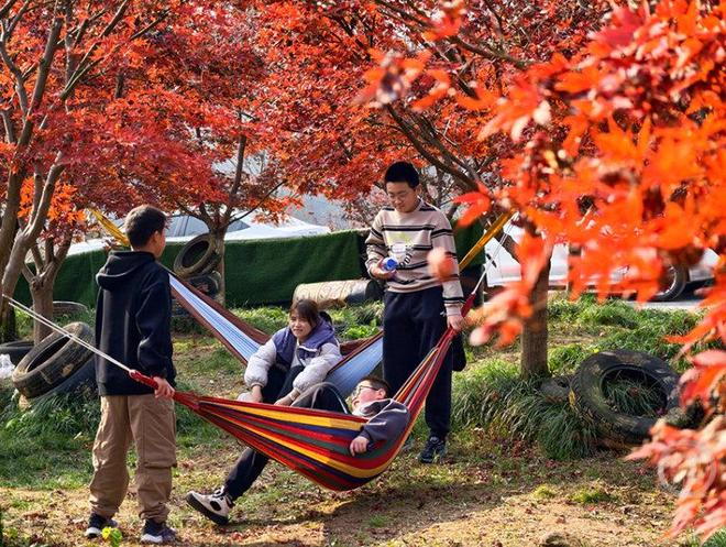 ”景线 帐篷下邂逅慢时光澳门新葡京入口冬日“枫(图1)