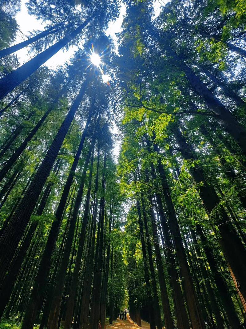 报告』黄南博物馆参观指南新葡京博彩2026研究(图3)